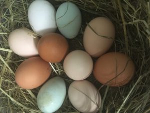 Bunte Bio-Eier in verschiedenen Farben und Größen